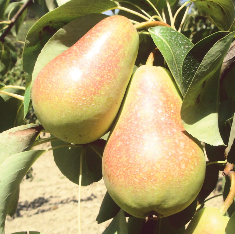 SANTA MARİA ARMUT FİDANI